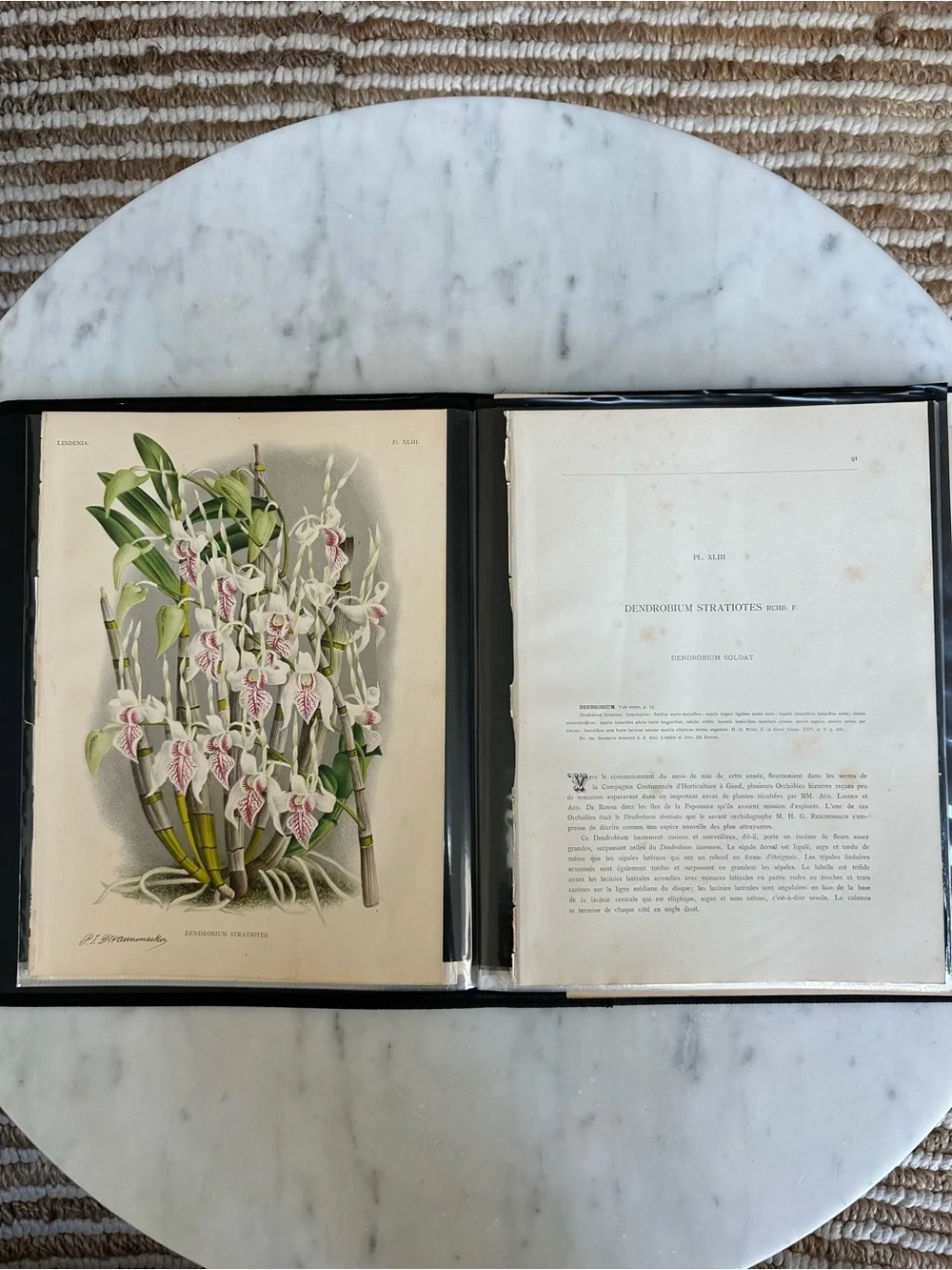1885 Dendrobium stratiotes Rchb. f. Plate XLIII (Planche XLIII) Lindenia